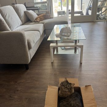 WHB Cleaning - Spotless home happy kitties :) - Home Cleaning Near Me - San Diego, California WHB Cleaning - Spotless home happy kitties :) - Home Cleaning Near Me - San Diego, California