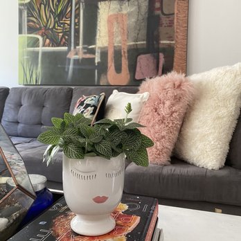 Abigail's Flowers - Fittonia and eyelash vase - Florists Near Me - San Francisco, California Abigail's Flowers - Fittonia and eyelash vase - Florists Near Me - San Francisco, California