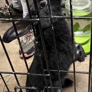 Bunnies Matter Rescue - Bunnies Matter Rescue inside Floyd Lamb Park 9200 Tule Springs Rd., Las Vegas, NV 89131 Open on Saturdays 10am-3pm - Animal Shelters Near Me - Las Vegas, Nevada