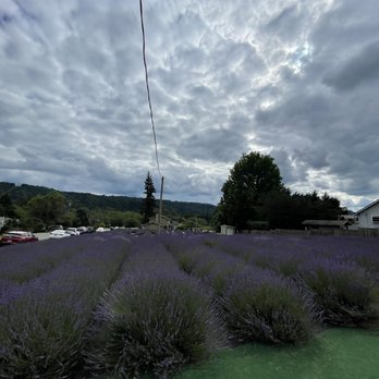 Snofalls Lavender - Ominous Lavender - Farms Near Me - Fall City, Washington