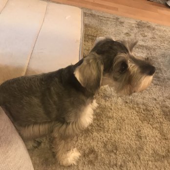 Puppy Cutz - Pet Groomers Near Me - San Jose, California