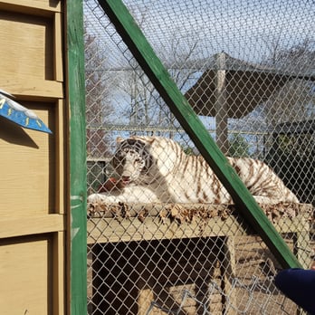 Tiger World - Zoos Near Me - Rockwell, North Carolina
