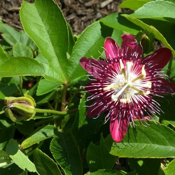 Richard Lyons Nursery - Lady Margaret Passiflora - Nurseries & Gardening Near Me - Miami, Florida