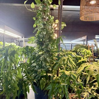 Found Things - Nurseries & Gardening Near Me - Syracuse, New York