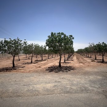 PistachioLand - Pistachio trees - Attraction Farms Near Me - Alamogordo, New Mexico