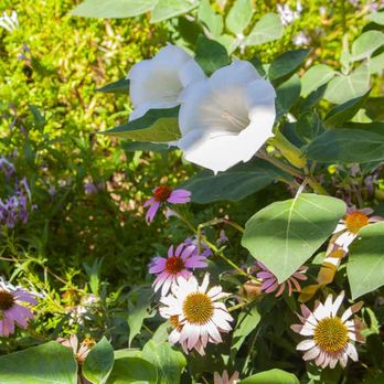Krause Springs - The Grand And Beautiful Butterfly Garden - Campgrounds Near Me - Spicewood, Texas