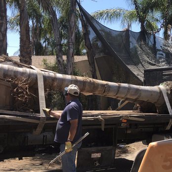 Y & M Nursery - It looks like they deliver big palms as well. - Nurseries & Gardening Near Me - Riverside, California Y & M Nursery - It looks like they deliver big palms as well. - Nurseries & Gardening Near Me - Riverside, California