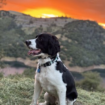 Level Dog Training Company - Domino enjoying the sunset - Pet Training Near Me Level Dog Training Company - Domino enjoying the sunset - Pet Training Near Me