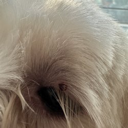 Lisa's Pet Styles