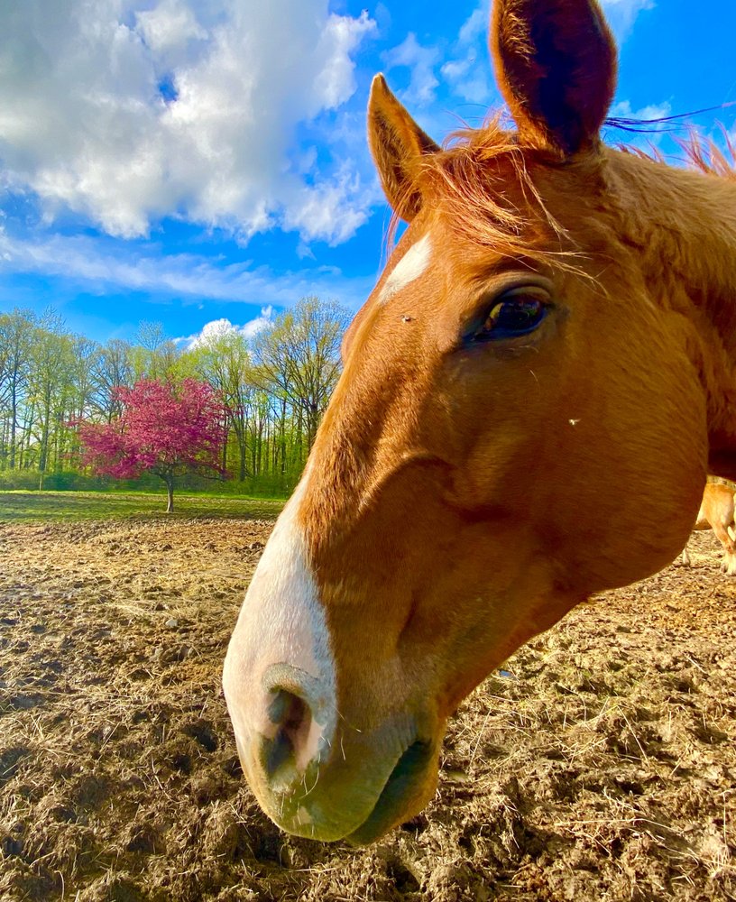 Tails and Trails Horse Farm - equestrian in Adrian, MI