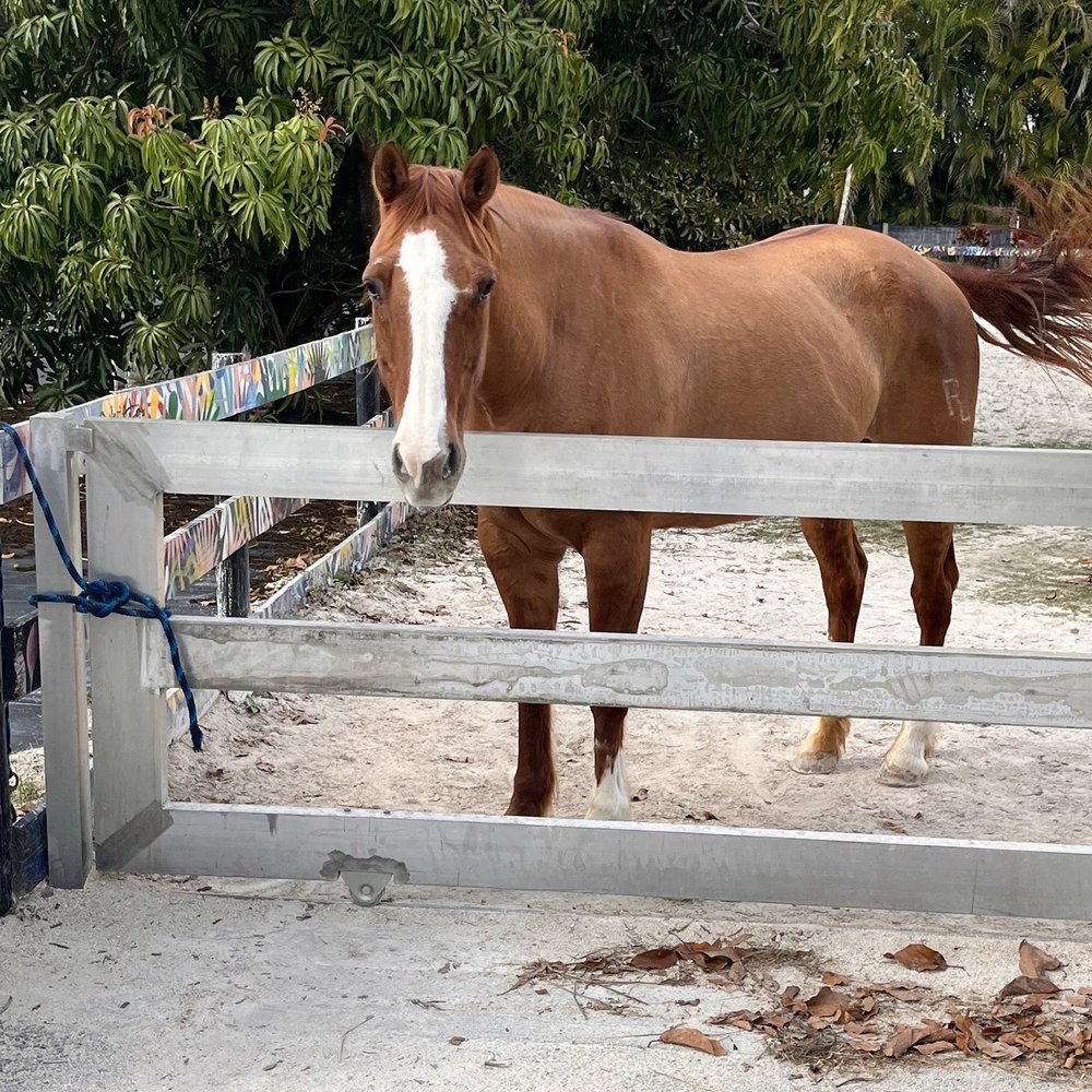 Royd’s - Horse - Cuban Near Me - Miami, Florida Royd’s - Horse - Cuban Near Me - Miami, Florida