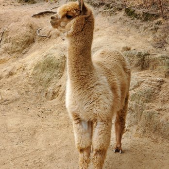 A Simpler Time Alpaca Farm And Mill - This little diva knows her best side! - Knitting Supplies Near Me - El Cajon, California