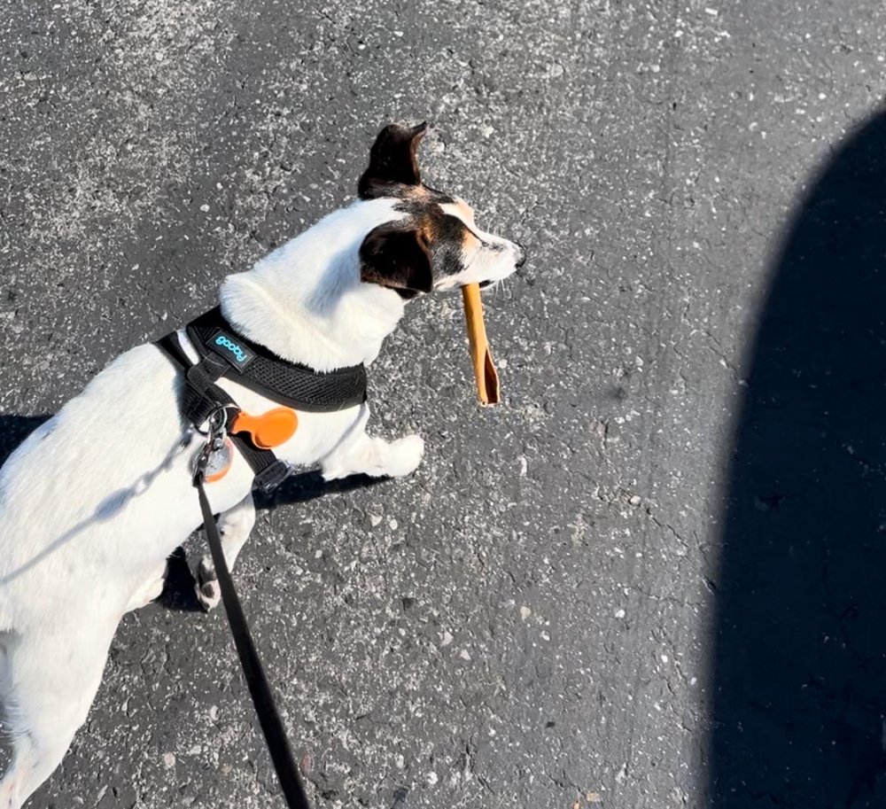 PET CLUB Updated September 2024 78 Photos & 143 Reviews 1850 S Norfolk St, San Mateo