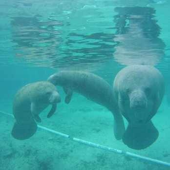 Bird's Underwater - Diving Near Me - Crystal River, Florida