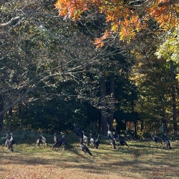 Red Barn Farm - Wild turkeys - Attraction Farms Near Me - Baiting Hollow, New York Red Barn Farm - Wild turkeys - Attraction Farms Near Me - Baiting Hollow, New York