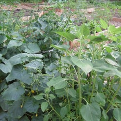 Kirkwood Urban Forest & Community Garden