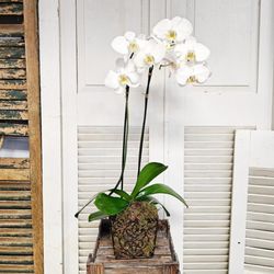 Sedgefield Florist & Gifts - CYMBIDIUM ORCHID PLANT