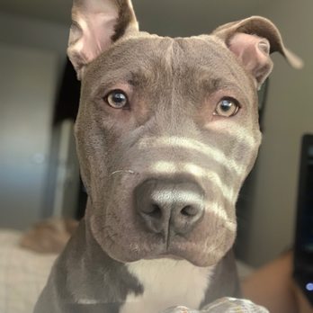 Behavior Vets - Pet Training Near Me - Castle Rock, Colorado