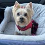 Photo of Lucy's Dog Bakery & Spa