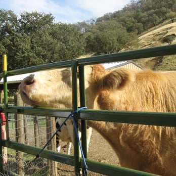 Animal Place - Animal Shelters Near Me - Grass Valley, California Animal Place - Animal Shelters Near Me - Grass Valley, California