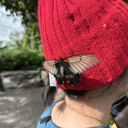 Niagara Parks Butterfly Conservatory - Hat