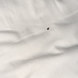 Bally's Atlantic City Hotel & Casino - Bed Bugs at Bally's AC