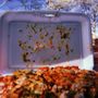 Photo of Tony’s Halal Truck