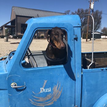 J Dusi Wines - My dog loving the truck - Wine Tasting Room Near Me - Paso Robles, California
