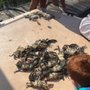 Photo of Fun Time Crabbing