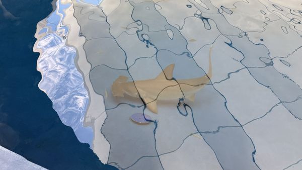 Patricia and Phillip Frost Art Museum by null