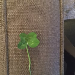 Four Leaf Clover