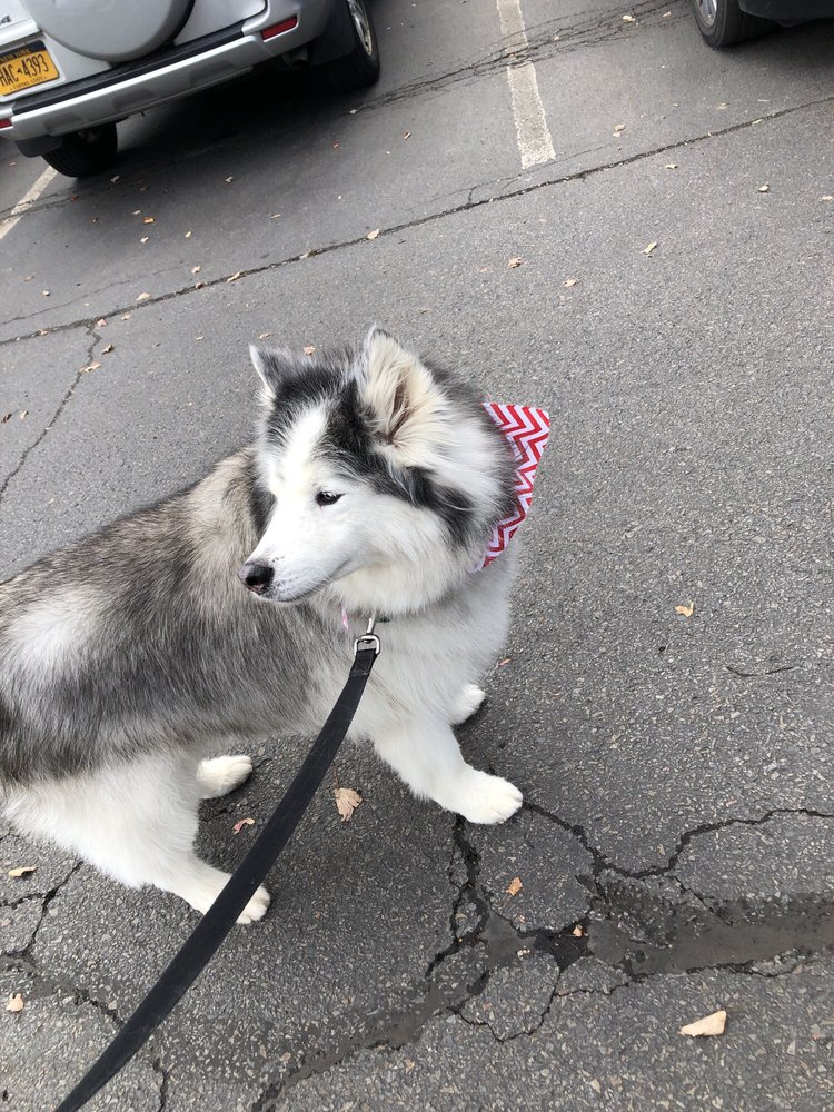 CLASSY CLIP GROOMING AND DOGGIE DAYCARE Updated October 2024 63