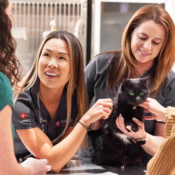 VEG ER for Pets - VEG vet and vet nurse tend to cat - Emergency Pet Hospital Near Me - Mt Pleasant, South Carolina VEG ER for Pets - VEG vet and vet nurse tend to cat - Emergency Pet Hospital Near Me - Mt Pleasant, South Carolina