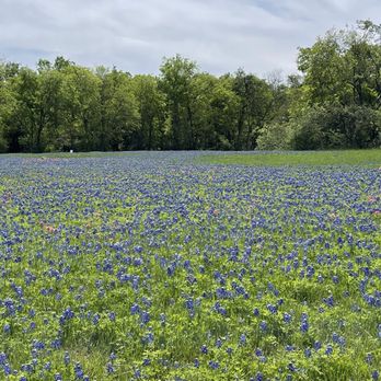 McKinney Falls State Park - Bluebonnet meadow - Parks Near Me - Austin, Texas McKinney Falls State Park - Bluebonnet meadow - Parks Near Me - Austin, Texas