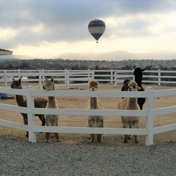 The Alpaca Hacienda