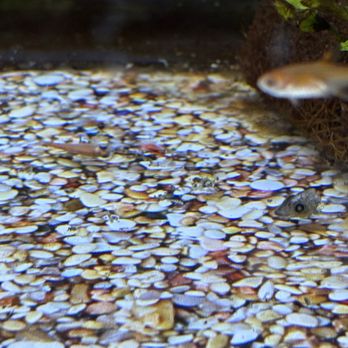 Petco - Dead fish - Pet Training Near Me - Las Vegas, Nevada Petco - Dead fish - Pet Training Near Me - Las Vegas, Nevada