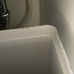 Ants all over my kitchen, bathroom, living room and even on my bed Ants all over my kitchen, bathroom, living room and even on my bed