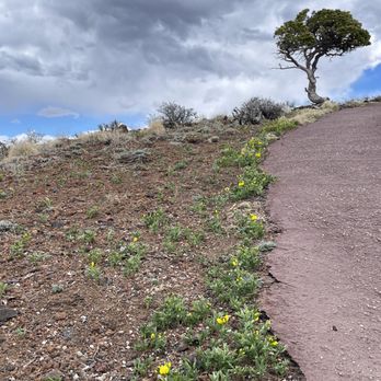 Capulin Volcano National Monument - Wildflowers growing in May 2021 - Hiking Near Me - Capulin, New Mexico