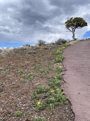 Capulin Volcano National Monument by null
