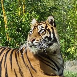 Zoo de la Flèche