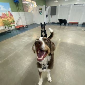 My Desert Dogs - Pet Boarding Near Me - Cathedral City, California My Desert Dogs - Pet Boarding Near Me - Cathedral City, California