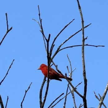 Daniel Stowe Botanical Garden - Summer tanager - Botanical Gardens Near Me - Belmont, North Carolina Daniel Stowe Botanical Garden - Summer tanager - Botanical Gardens Near Me - Belmont, North Carolina