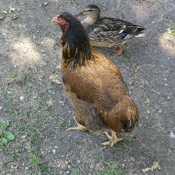 Maplewood Farm - Farms Near Me - North Vancouver, British Columbia