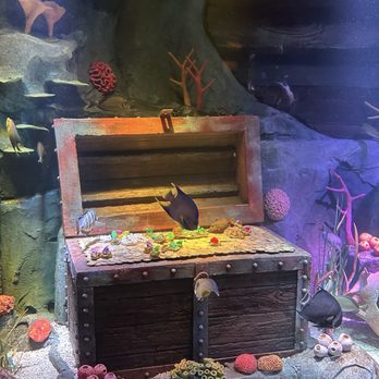 SEA LIFE Florida - Amusement Parks Near Me - Winter Haven, Florida