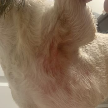 Kandies Pampered Pooch - Pet Groomers Near Me - Foley, Alabama