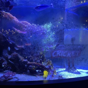 Cherry Cricket - Downtown - Sports Bars Near Me - Denver, Colorado