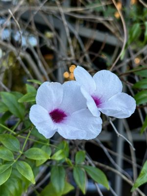 The Kitchen @ Stonebrier by null