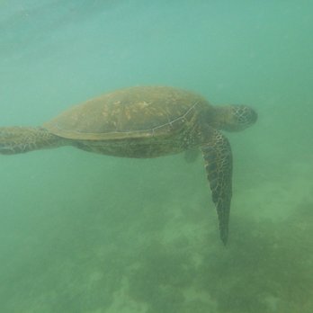 Hawaii Turtle Tours - Tours Near Me - Honolulu, Hawaii