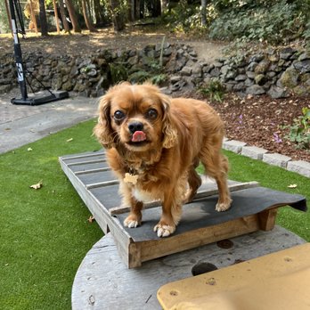 Rosedale Pet Resort - Pet Boarding Near Me