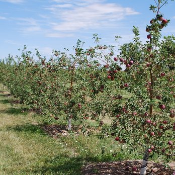 Masonville Orchards - Apple orchard - Fruits & Veggies Near Me - Fort Collins, Colorado Masonville Orchards - Apple orchard - Fruits & Veggies Near Me - Fort Collins, Colorado